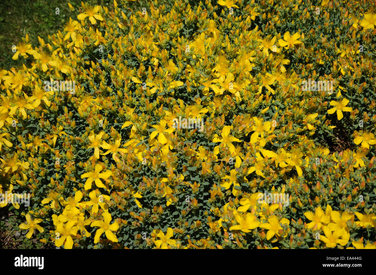 Rockery st.john`s wort Stock Photo Alamy